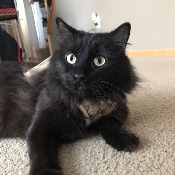 Meet your Posher, Feney - Picture 3 of 3